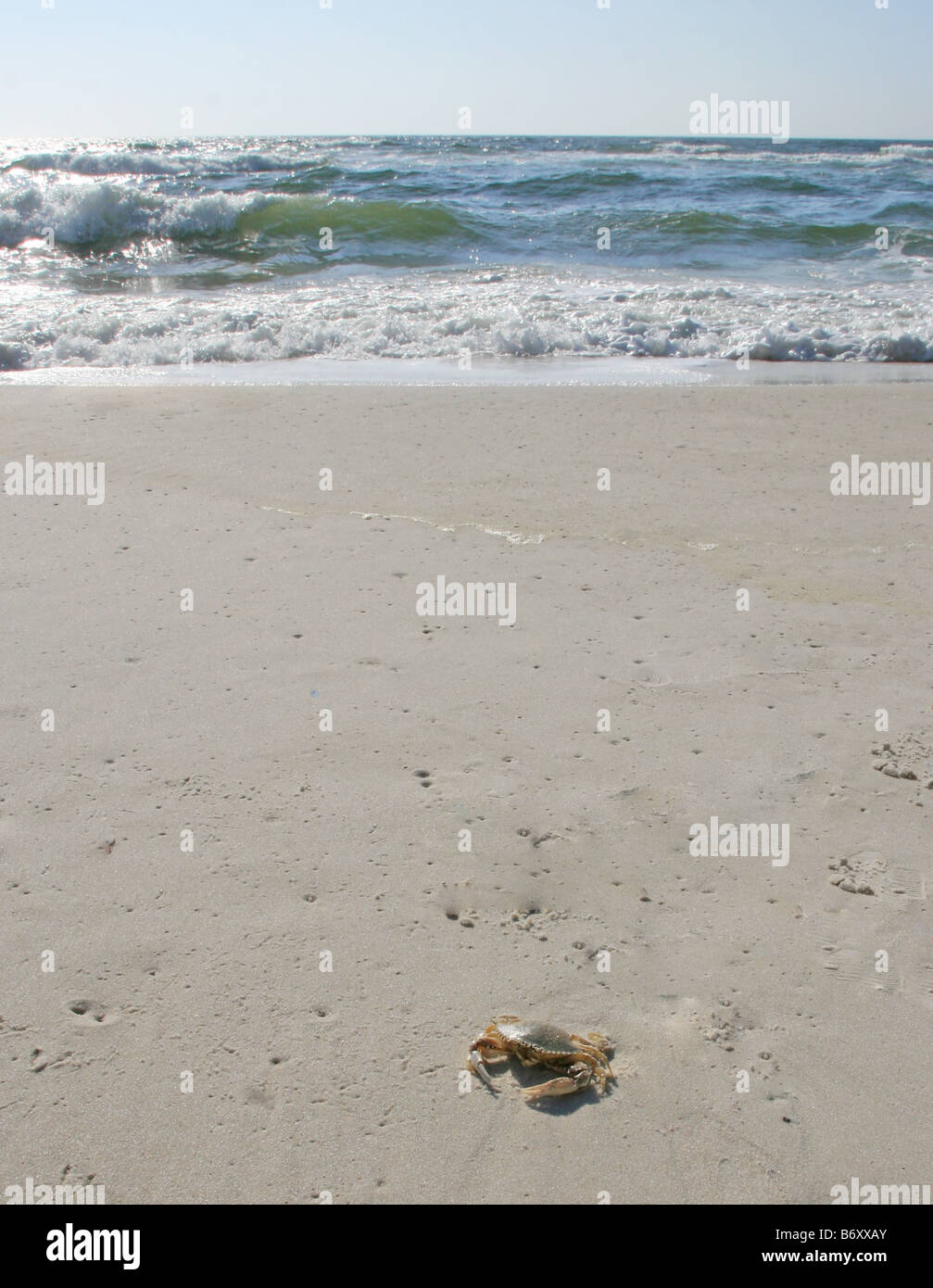 Forma di cuore granchio di mare a piedi sullo zucchero bianco litorale di sabbia spiaggia costa del golfo golfo del Messico pensacola florida con onde int di laminazione Foto Stock