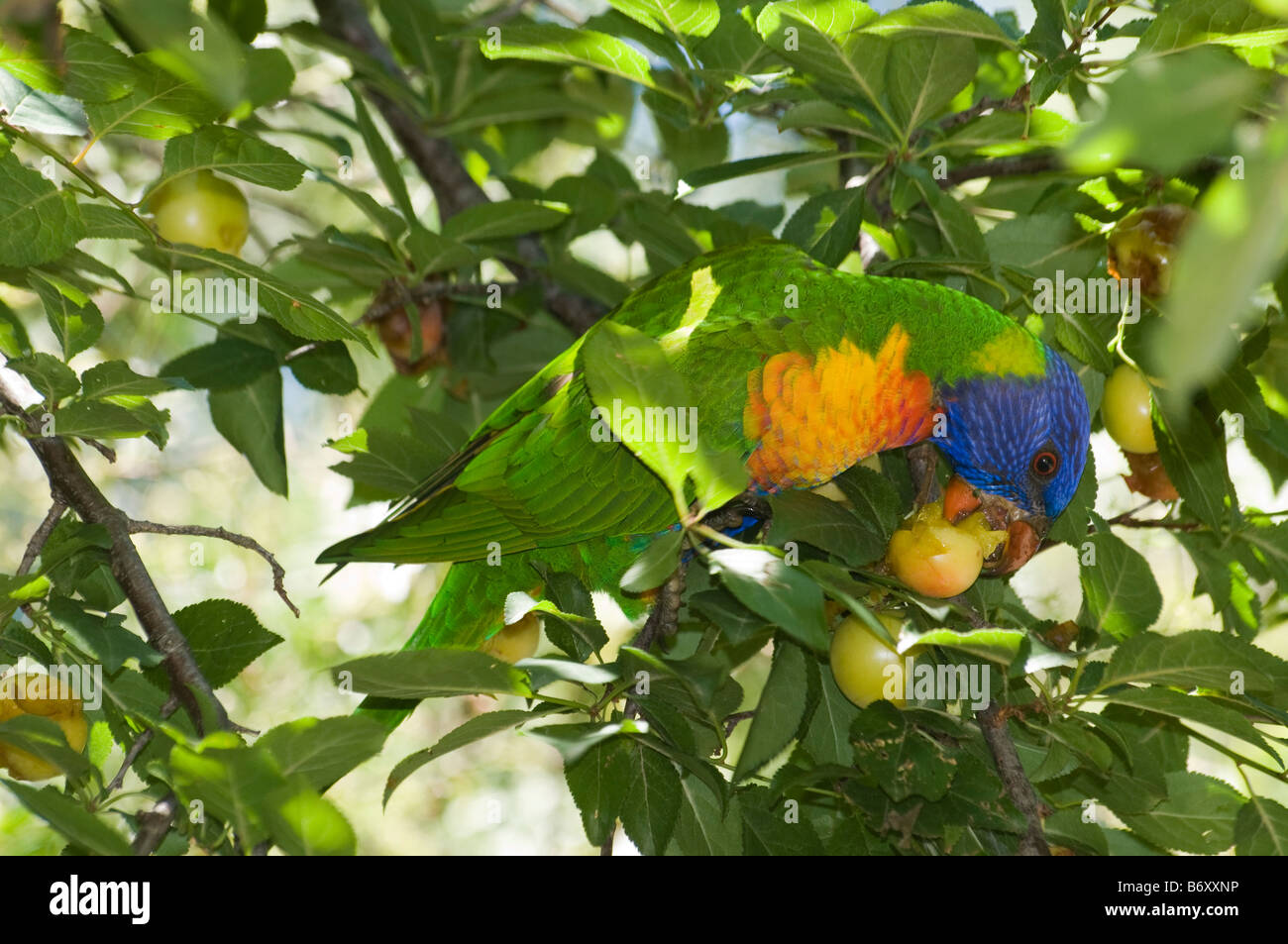 Un arcobaleno di alimentazione lorikeet su frutta Foto Stock