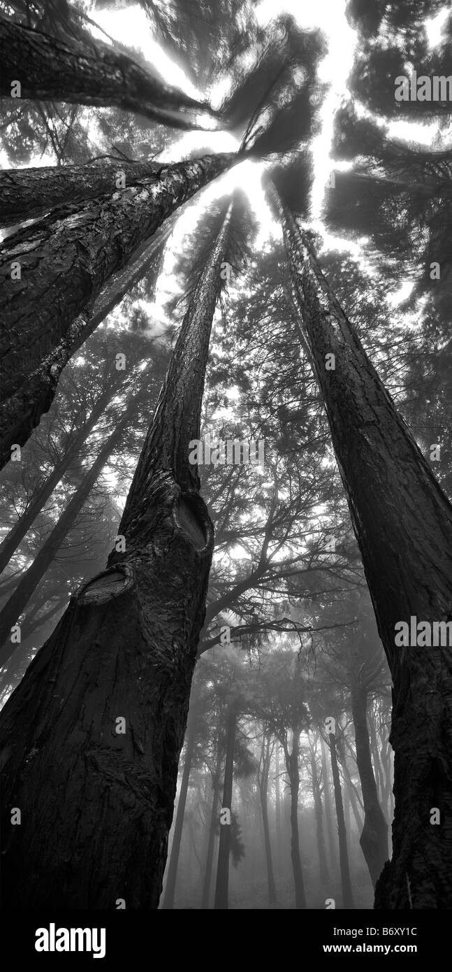 Bassa vista su alberi a Peninha foresta, Sintra parco naturale, Portogallo Foto Stock