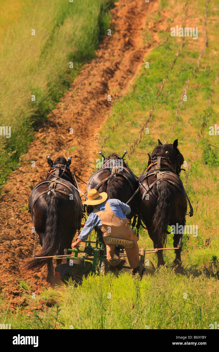 Team di cavalli Percheron aratura, Middlebrook, Shenandoah Valley, Virginia, Stati Uniti d'America Foto Stock