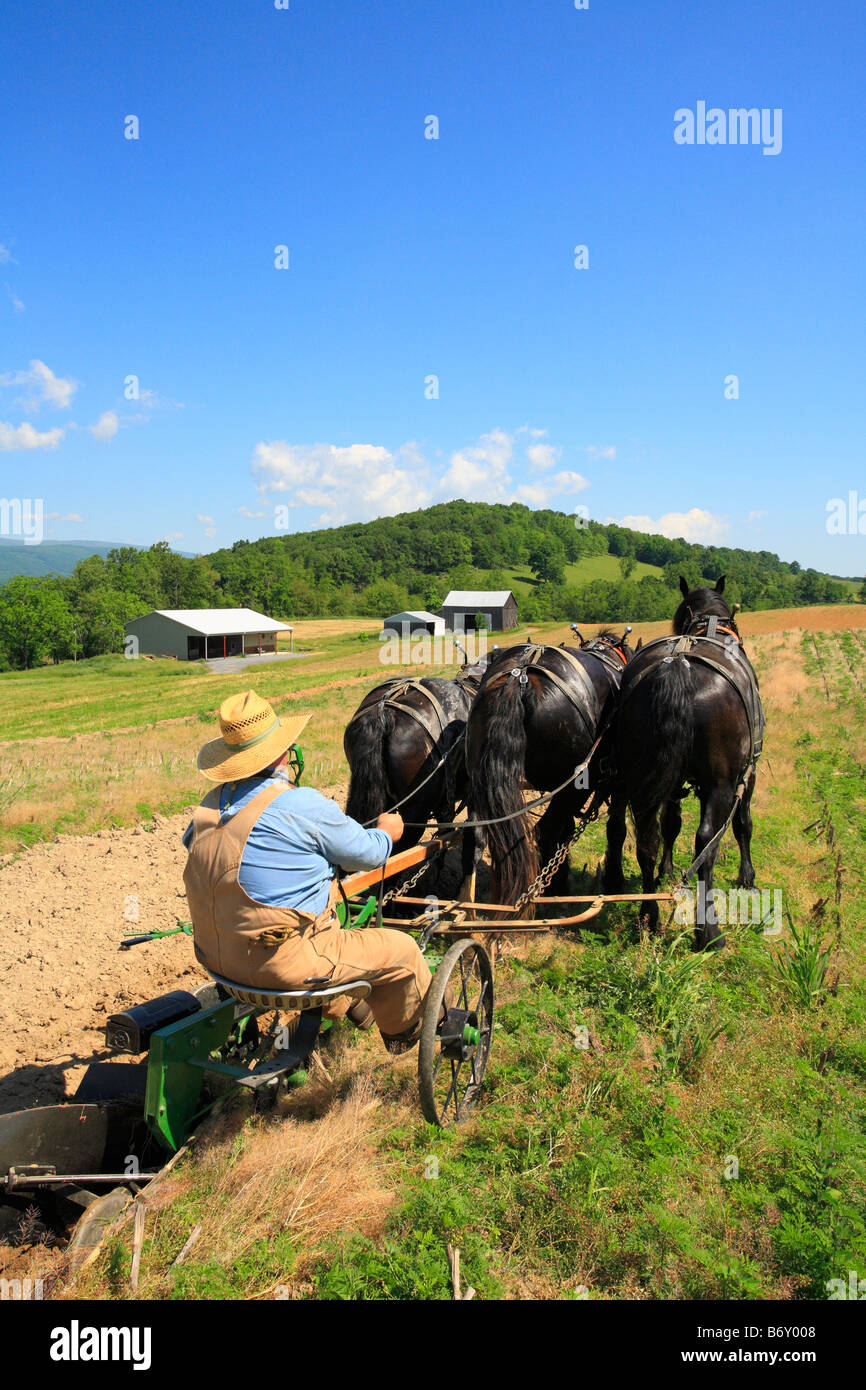 Team di cavalli Percheron aratura, Middlebrook, Shenandoah Valley, Virginia, Stati Uniti d'America Foto Stock