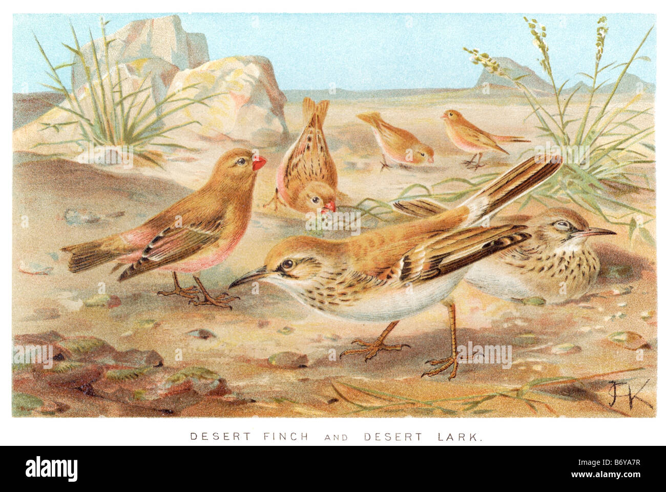 Deserto finch lark fringuelli sono uccelli passerine, spesso seme-mangiare, si trovano principalmente nell emisfero nord e l'Africa. Uno subfam Foto Stock
