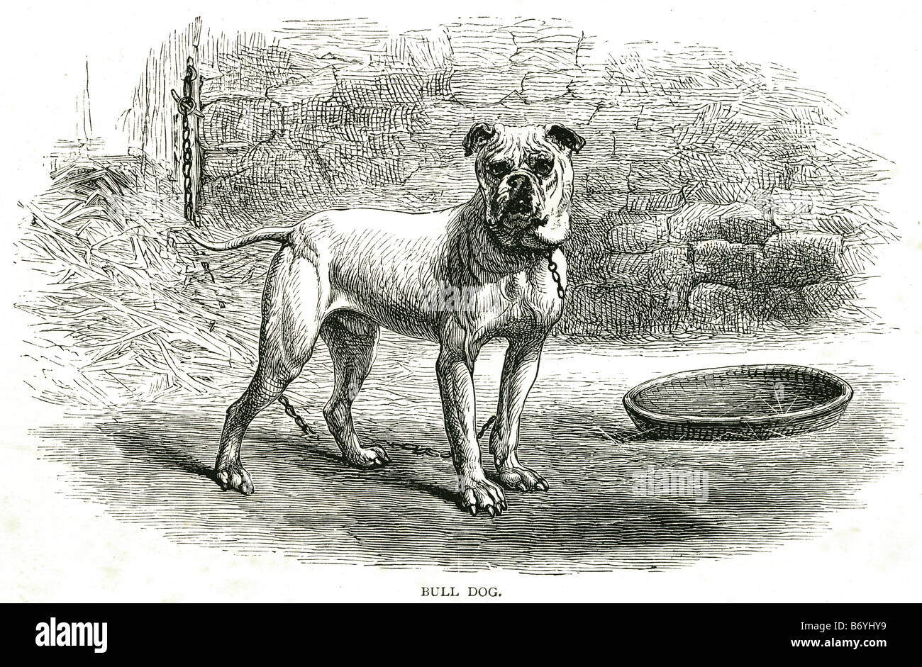 Bull cane Bulldog inglese liscio cappotto corto di fegato di naso colorato Foto Stock