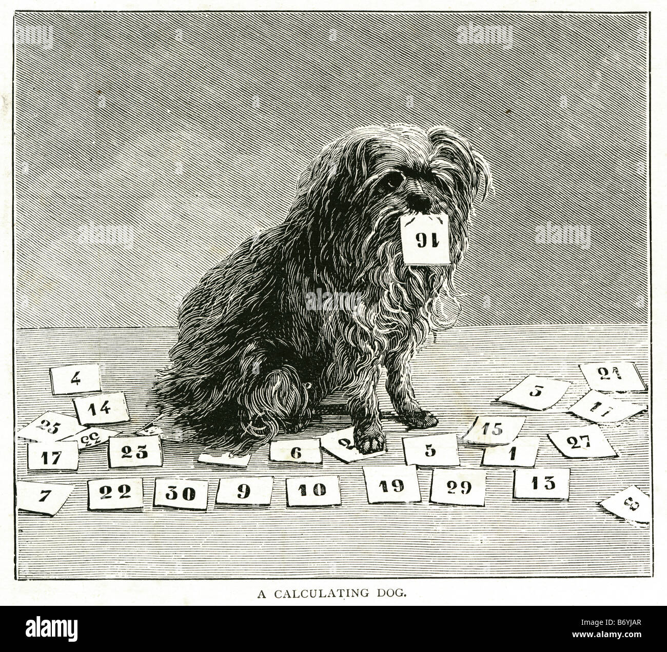 Un calcolo di cane Canine animale domestico trucco numeri inteligent addestrato Foto Stock
