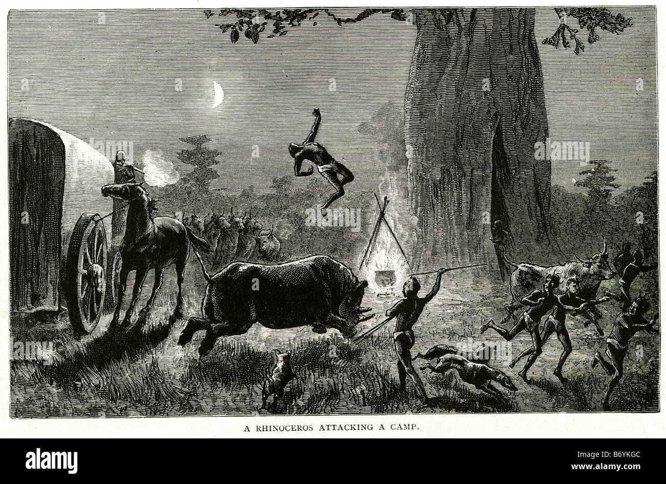 Rhinoceros attaccando camp temono la morte stampede cane spaventato fire sorpreso wildlife africa campeggio Jungle Adventure Foto Stock