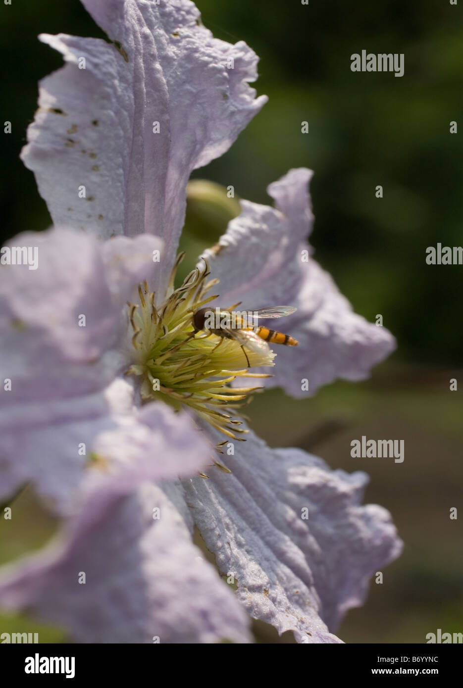 Ape fiori Foto Stock