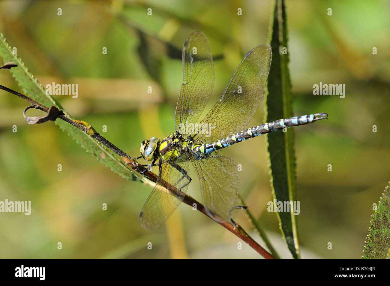 L'imperatore libellula Anax imperator in appoggio sul ramoscello Oxfordshire UK Foto Stock