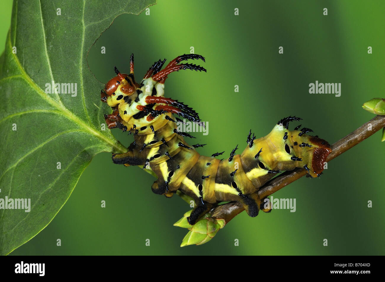 Regal Silkmoth Citheronia regalis instar finale larva alimentazione su foglia di Lilla allevati in cattività Foto Stock