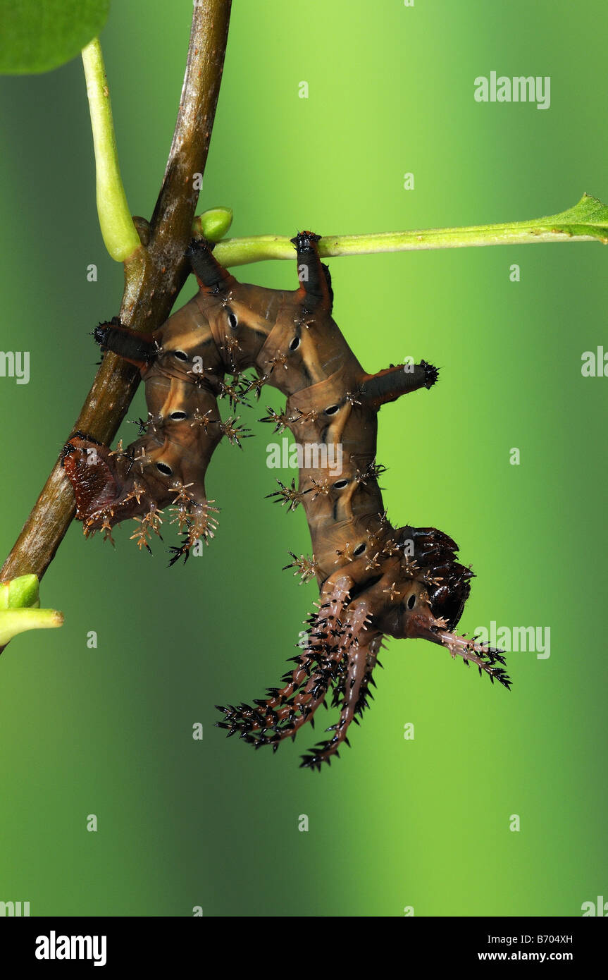 Regal Silkmoth Citheronia regalis 4 larva instar allevati in cattività Foto Stock