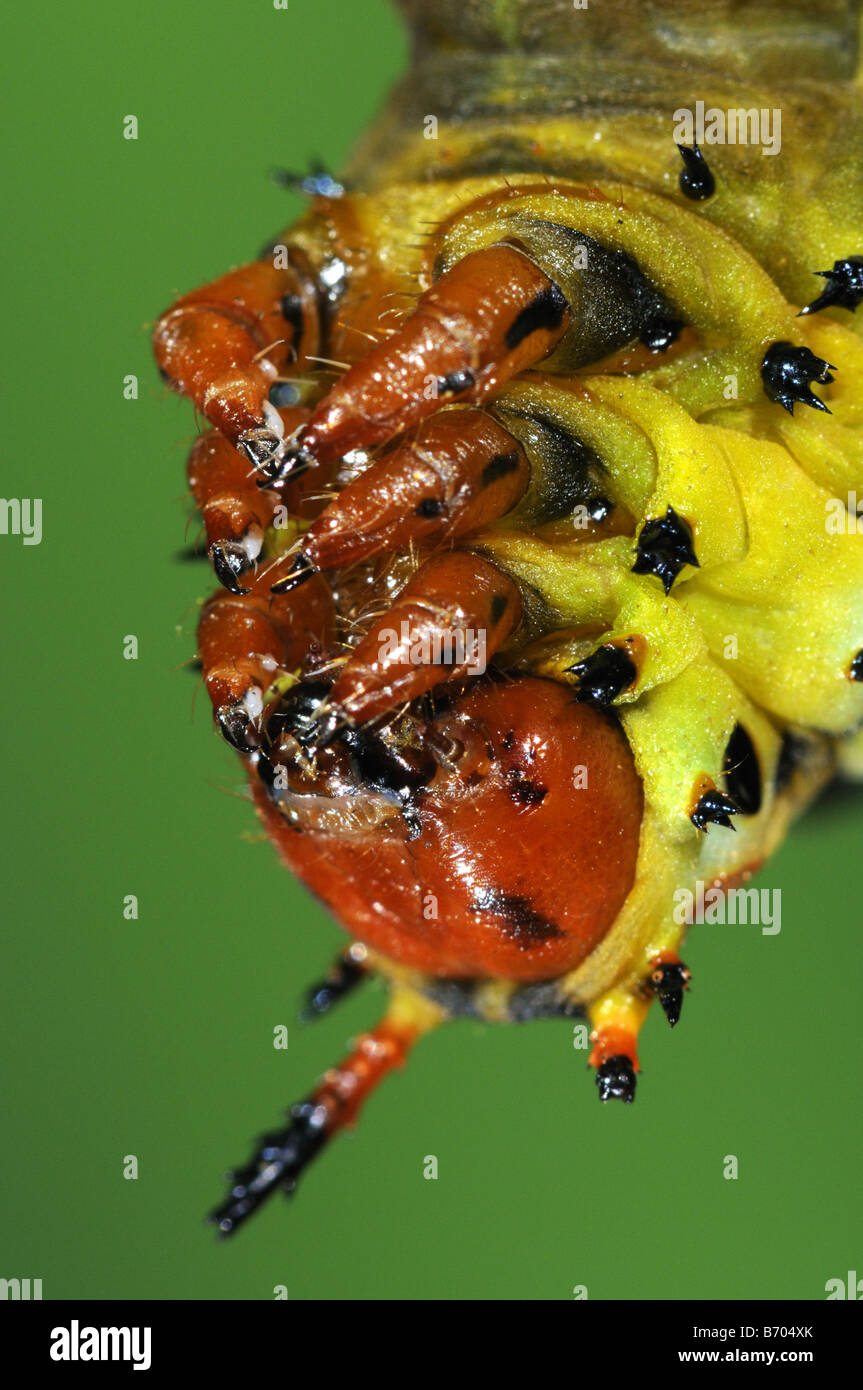 Regal Silkmoth Citheronia regalis instar finale larva close up di testa e zampe anteriori allevati in cattività Foto Stock