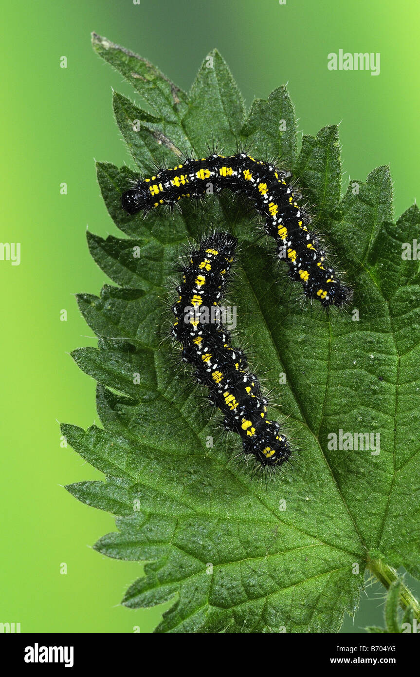 Scarlet Tiger moth Callimorpha dominula larva alimentazione su ortica Oxfordshire UK Foto Stock