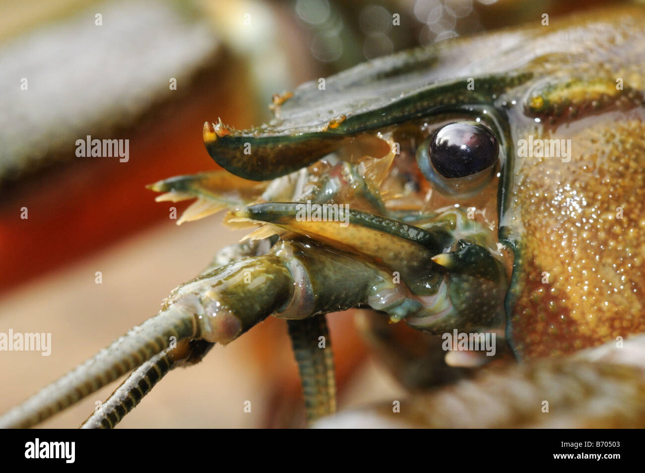 Segnale americano il gambero di fiume Pacifastacus leniusculus close up della testa Oxfordshire UK Foto Stock