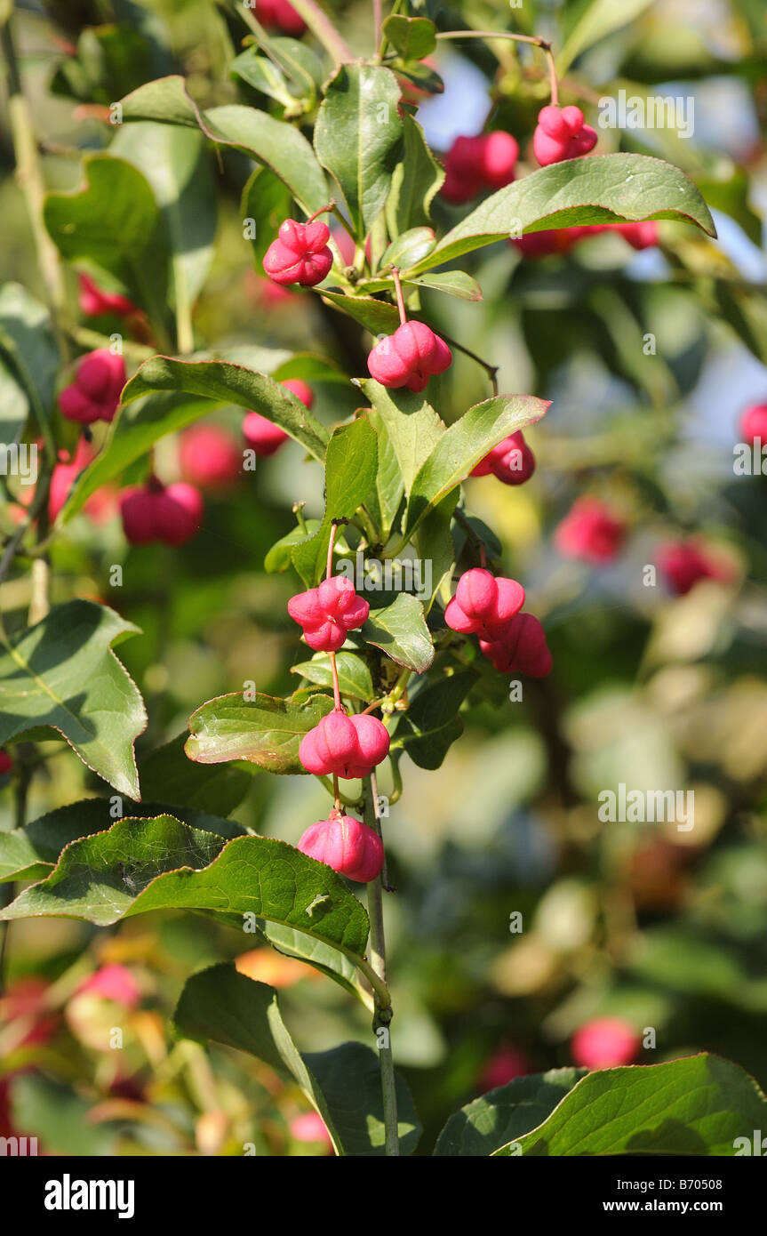 Albero mandrino Euonymous europaeus mostra frutti Oxfordshire UK Foto Stock