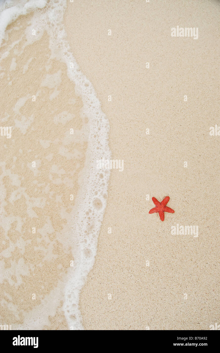Una stella di mare che giace sulla spiaggia nelle isole San Blas, Panama. Foto Stock