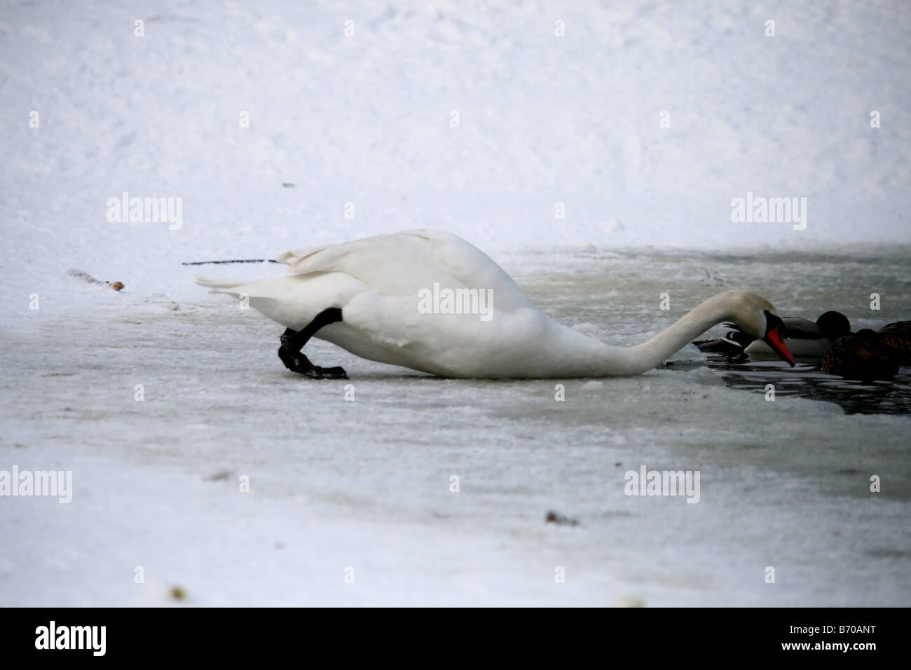 Swan strisciando sul ghiaccio vicino al laghetto Foto Stock