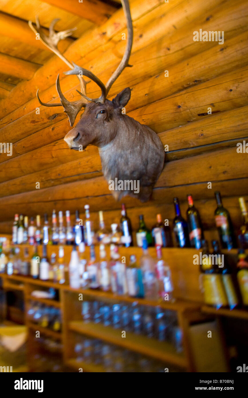 Un elk testa al di sopra della barra di una Ski lodge in Banff Canada Foto Stock