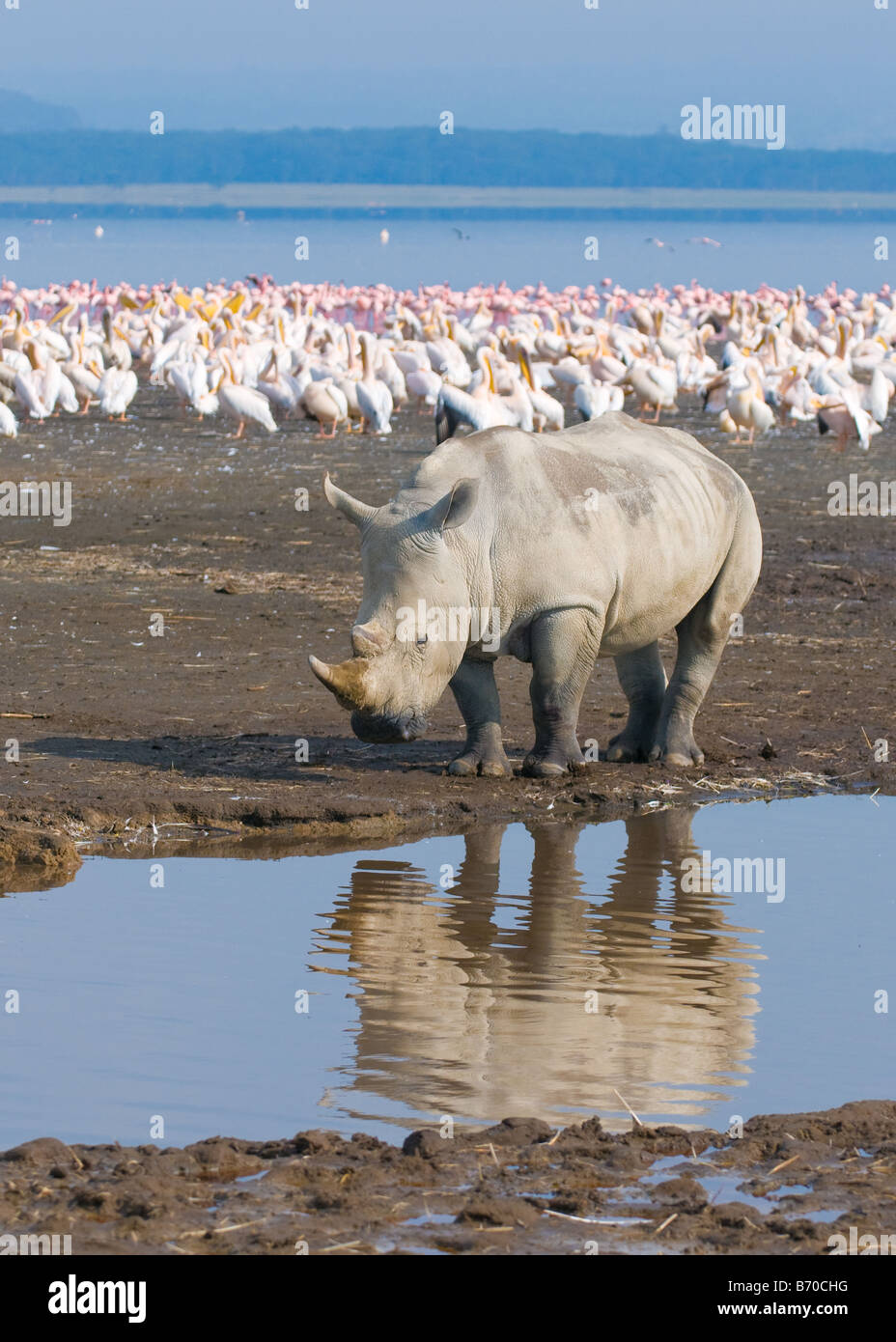 Rhino in Lake Nakuru national park in Kenya Foto Stock
