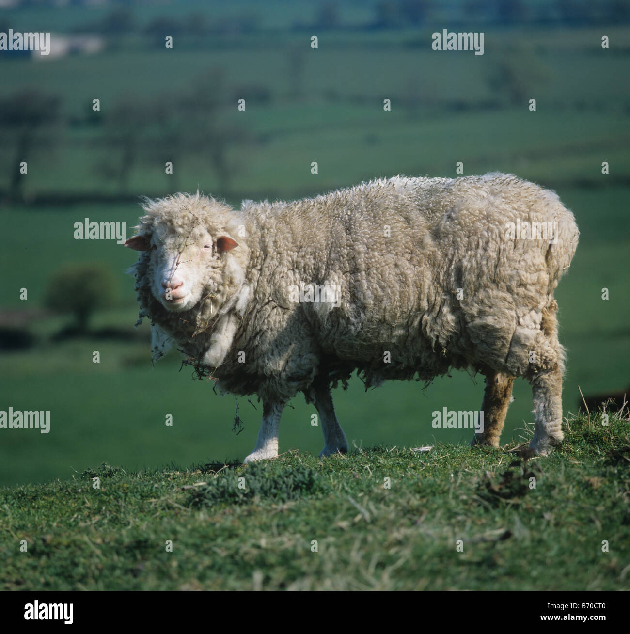 Molto malato poll Dorset pecora pecora su downland pascolo Wiltshire Foto Stock
