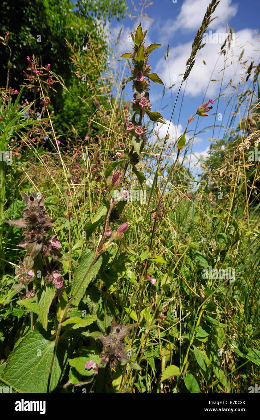 Calcare o Woundwort alpina Stachys alpina Habitat shot Foto Stock