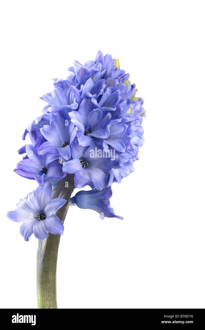 Fresh giacinto blu su bianco simbolo per la primavera Foto Stock