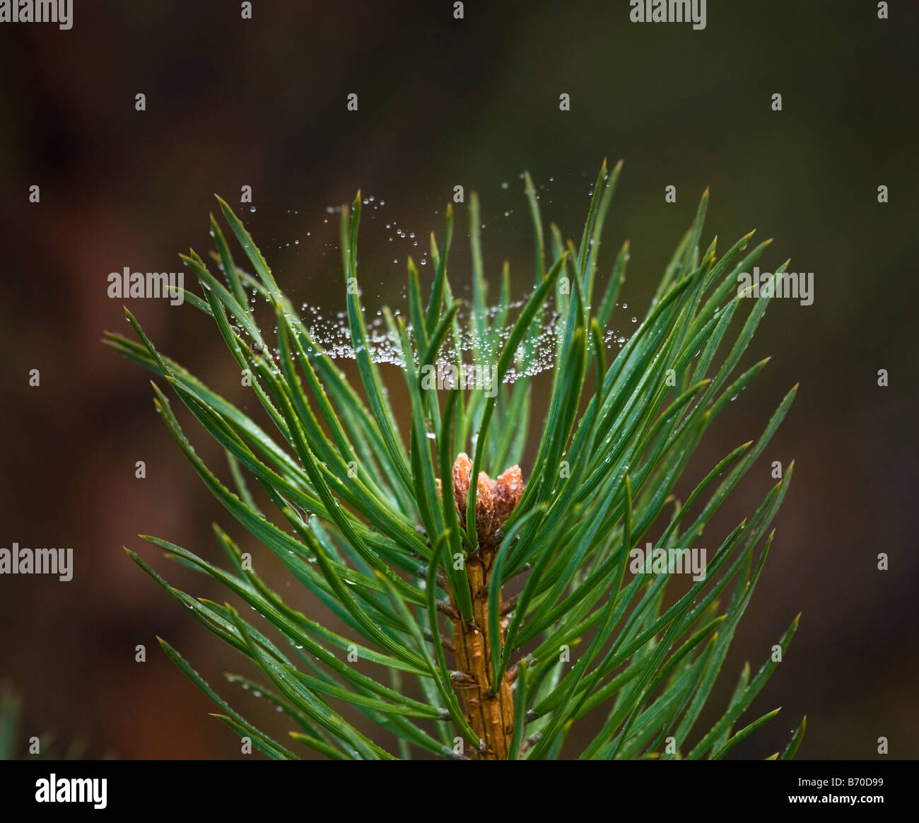 Ragni attraverso web di pino silvestre aghi Foto Stock