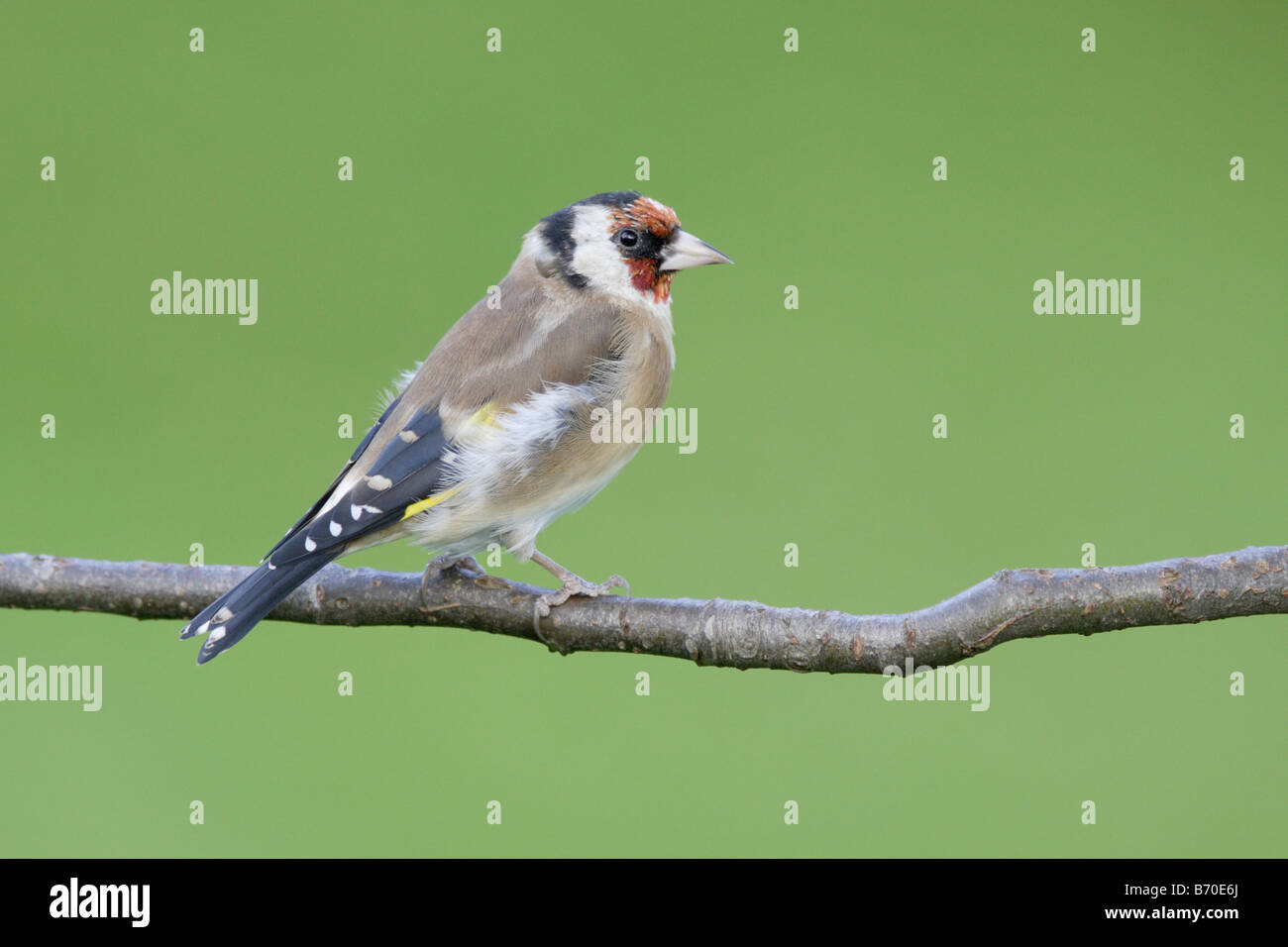 Cardellino europeo Foto Stock