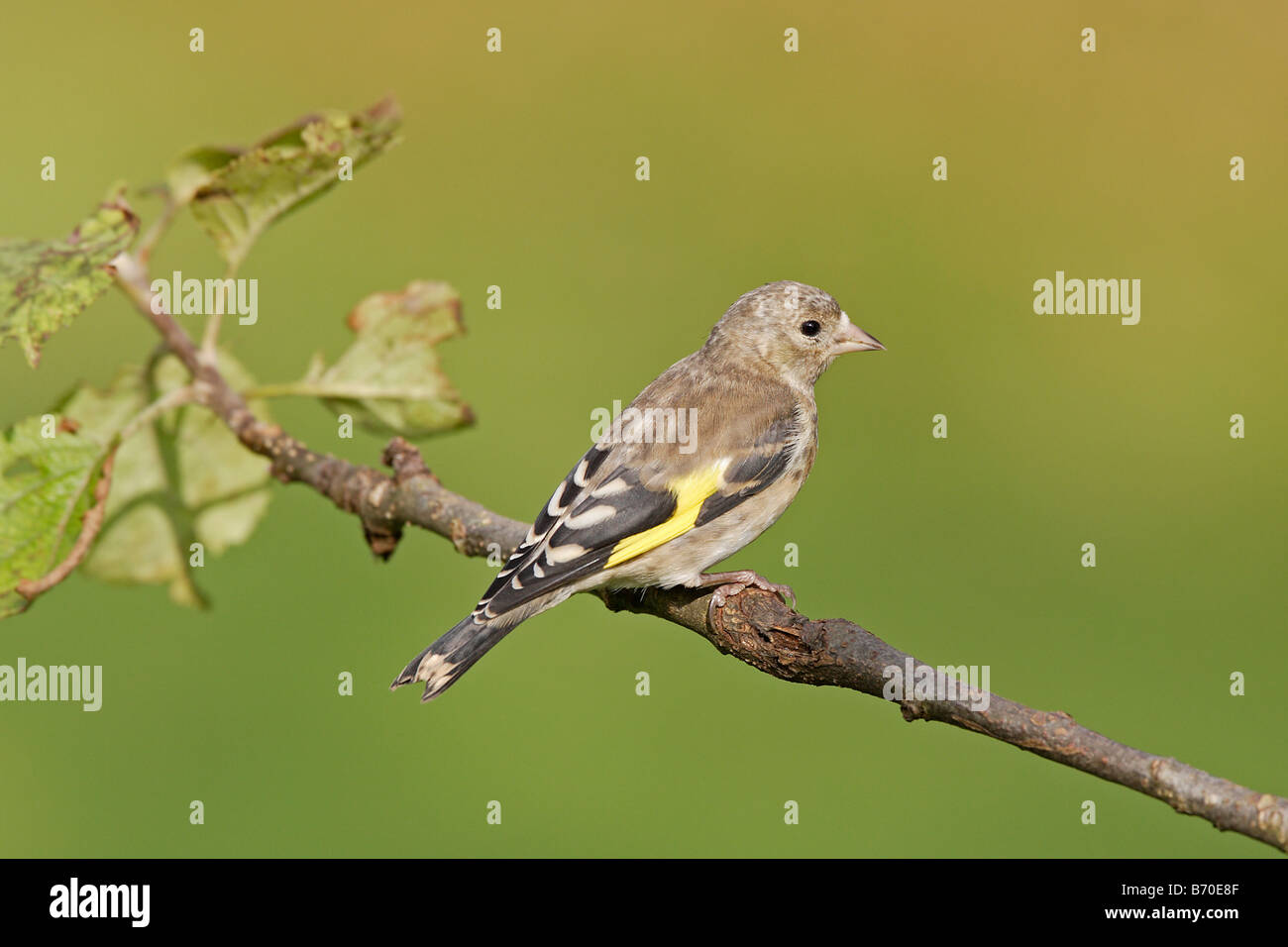 I capretti Unione Cardellino Foto Stock