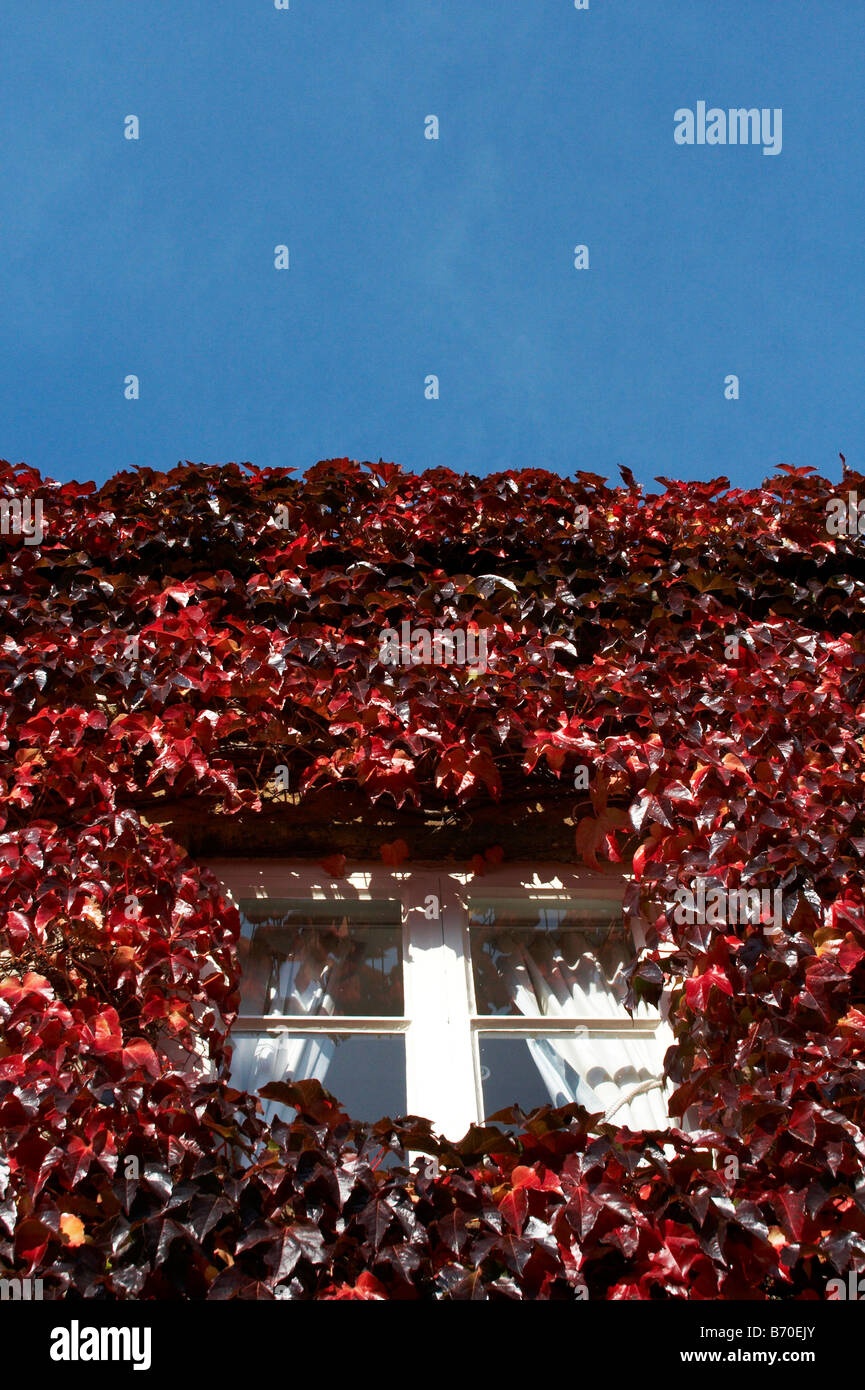 Finestra cottage con red ivy, Stow on the Wold, Gloustershire, Inghilterra Foto Stock