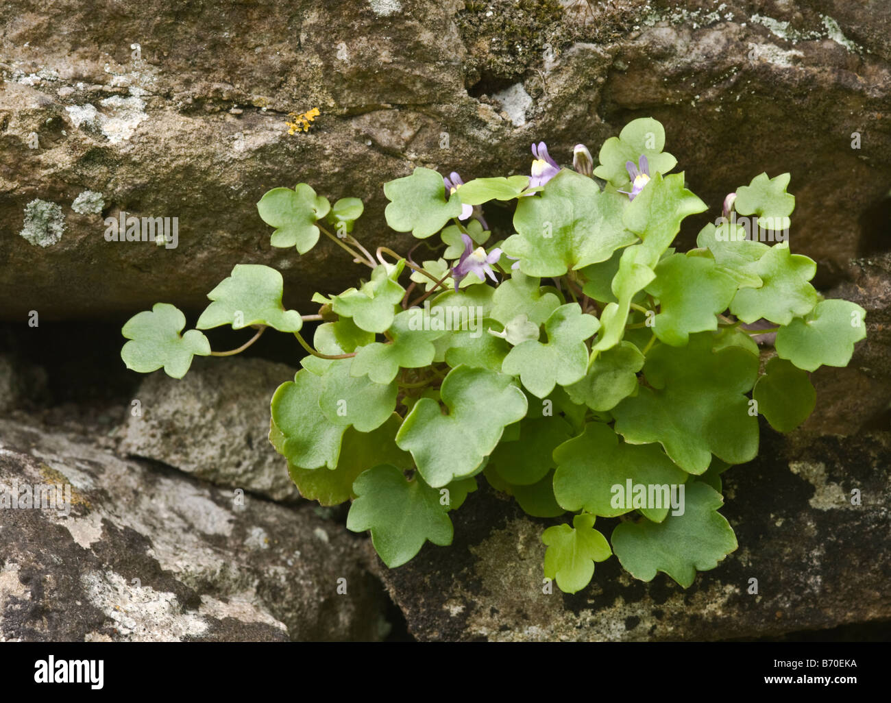 Edera-leafed Toadflax (Cymbalaria muralis) Foto Stock