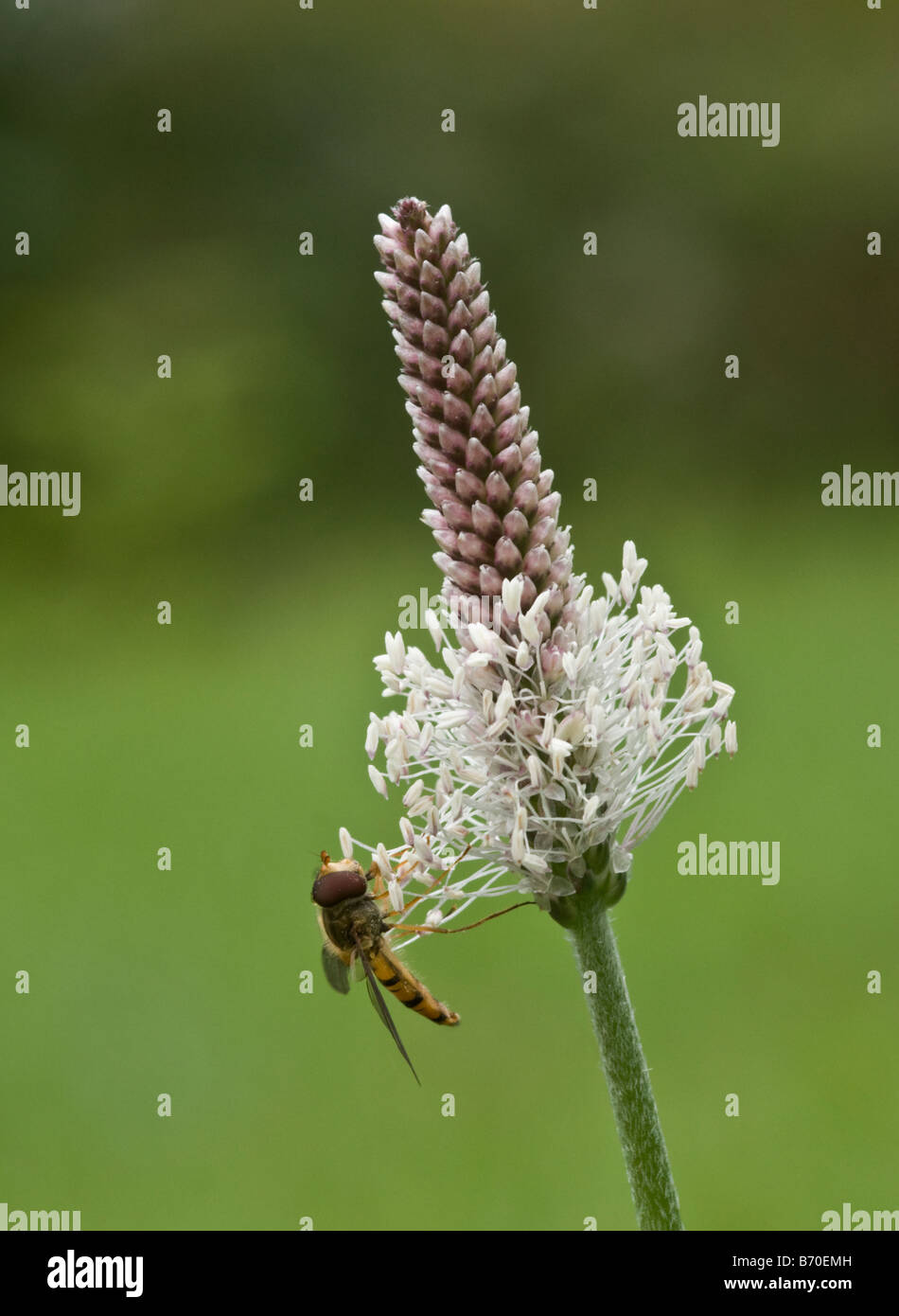 Hoverfly su annoso piantaggine (Planzago media) Foto Stock