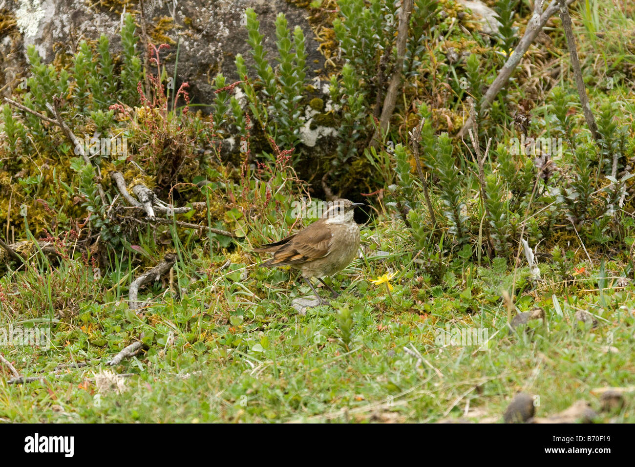 Stout fatturati Cinclodes (Cinclodes excelsior) (passeriformes) vicino a nido su terreno erboso, Ecuador America del Sud. Posizione orizzontale Foto Stock