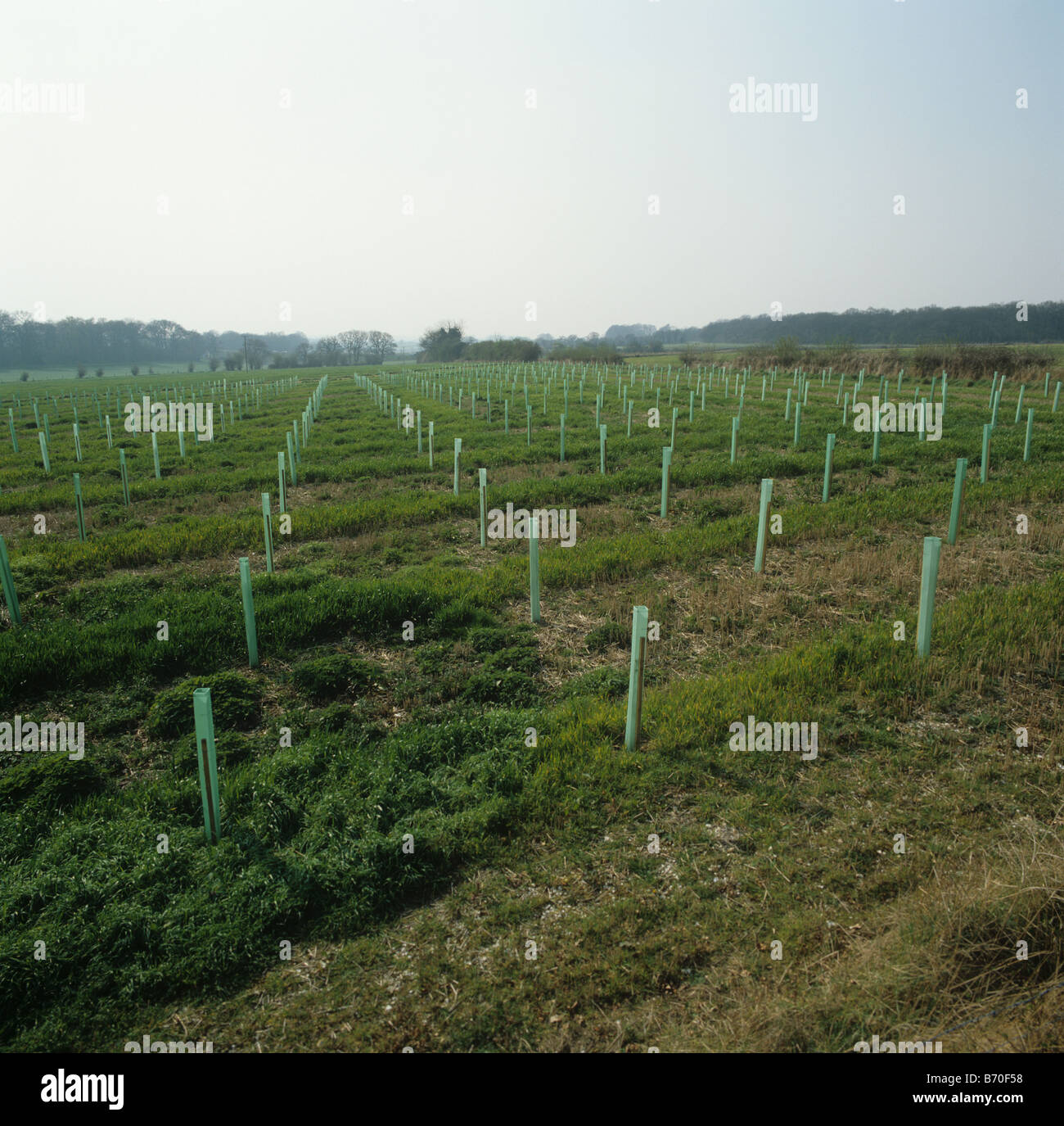 Impianto di nuovi boschi in terreni agricoli di cereali con protezione di tubi in materiale plastico top proteggere gli alberi giovani Foto Stock