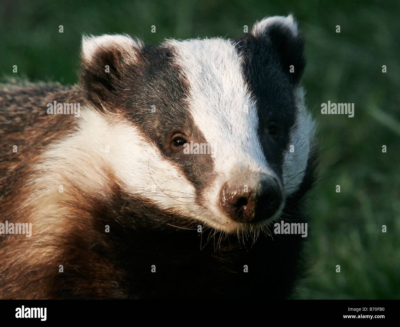 Captive badger nel tardo pomeriggio di sole, british Centro faunistico, surrey, Regno Unito Foto Stock