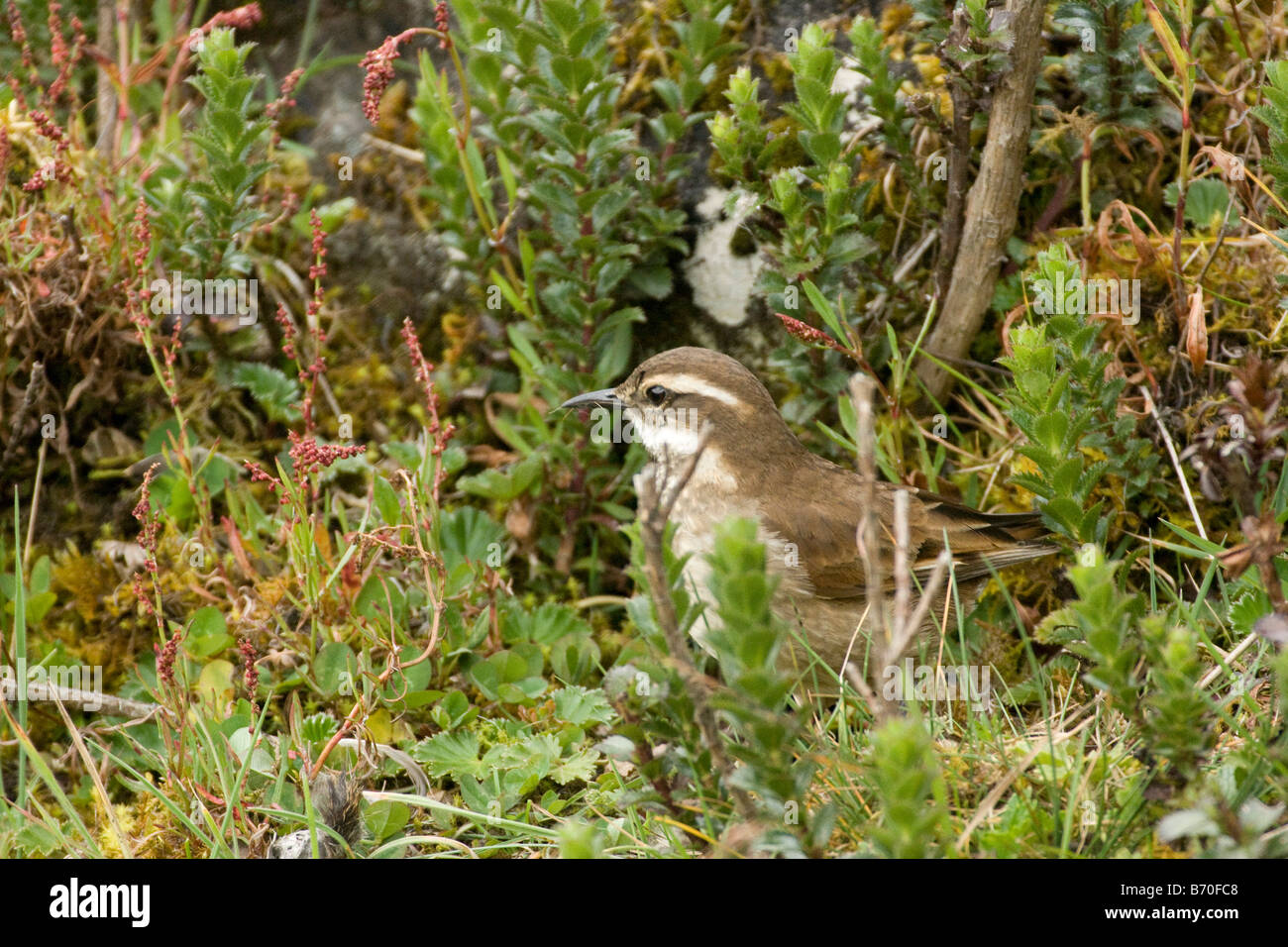 Stout fatturati Cinclodes (Cinclodes excelsior) (passeriformes) vicino a nido su terreno erboso, Ecuador America del Sud. Posizione orizzontale Foto Stock