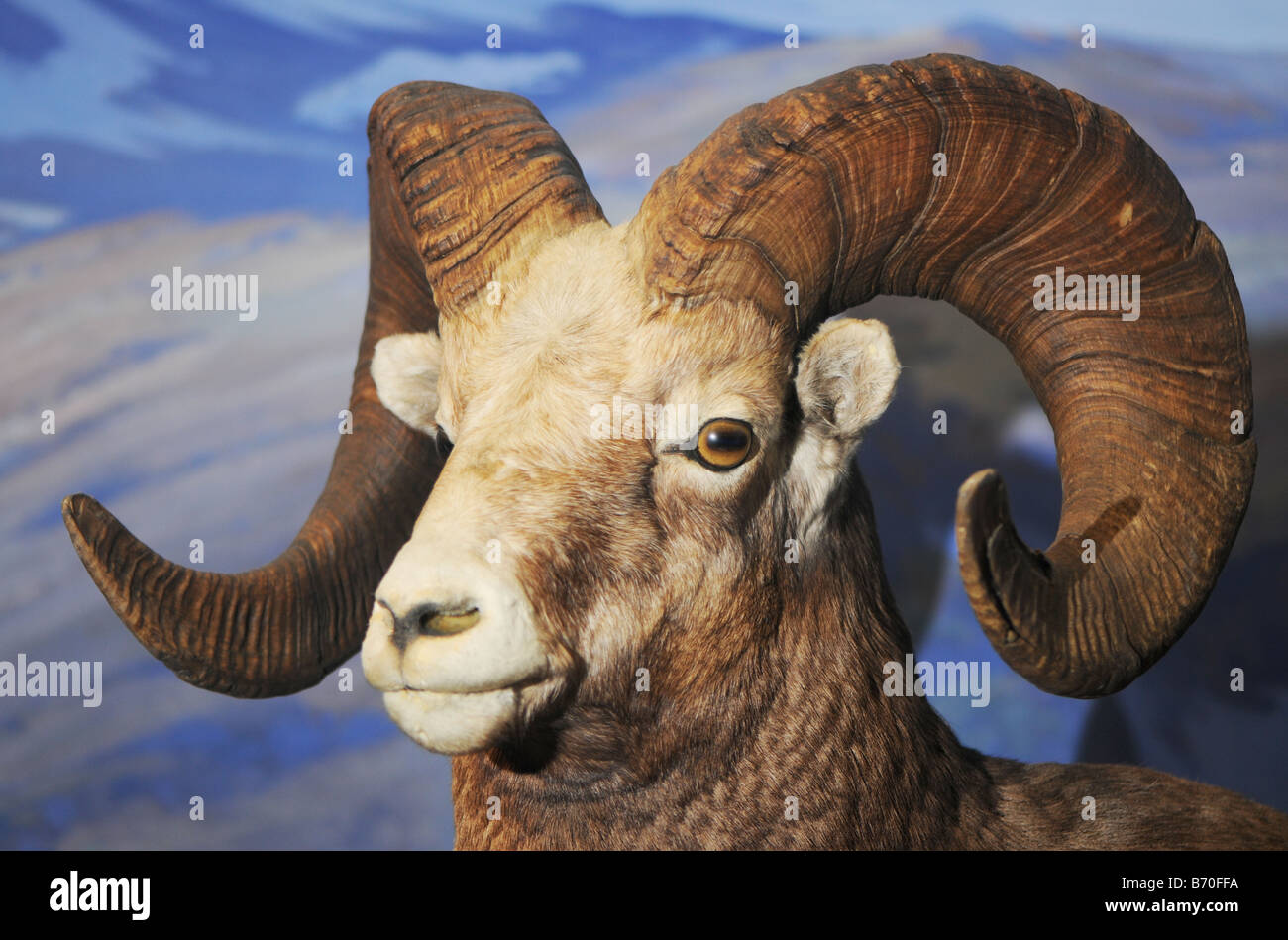 Corna a spirale di un bighorn Foto Stock