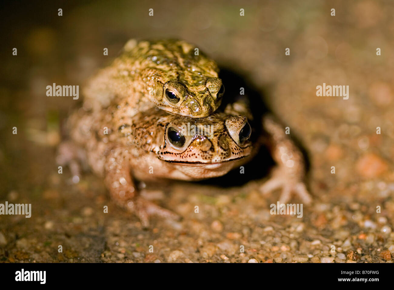 Il Suriname, Brownsweg, Brownsberg Parco Nazionale. Coppia di rospi coniugata. Foto Stock