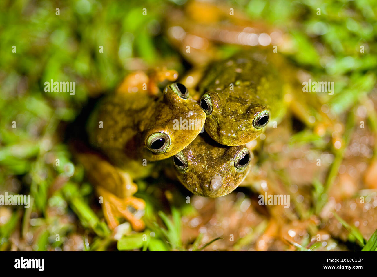 Il Suriname, Brownsweg, Brownsberg Parco Nazionale. Rana. Famiglia: Eleutherodactylus. Appena scoperto specie. Foto Stock