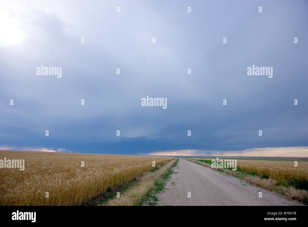 Su strada e su campo di grano in Wakeeney Kansas Foto Stock