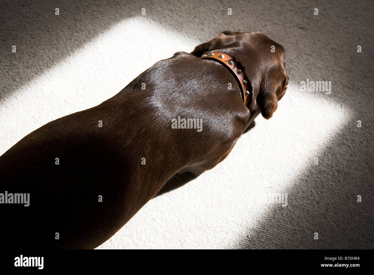 Springador dog immagini e fotografie stock ad alta risoluzione - Alamy