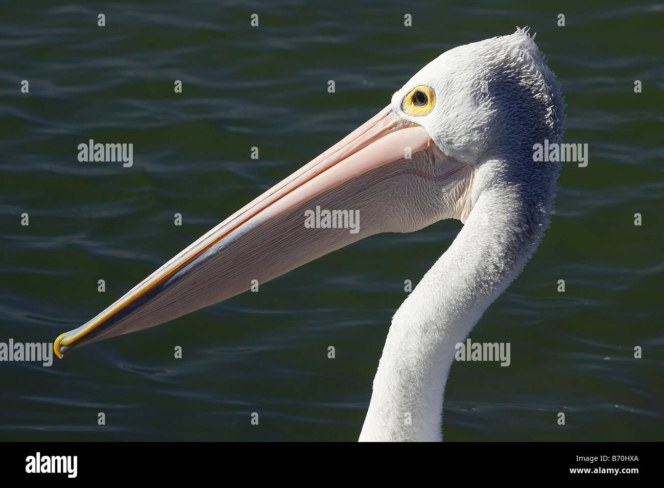 Australian Pelican Pelecanus conspicillatus all'ingresso del Nuovo Galles del Sud Australia Foto Stock