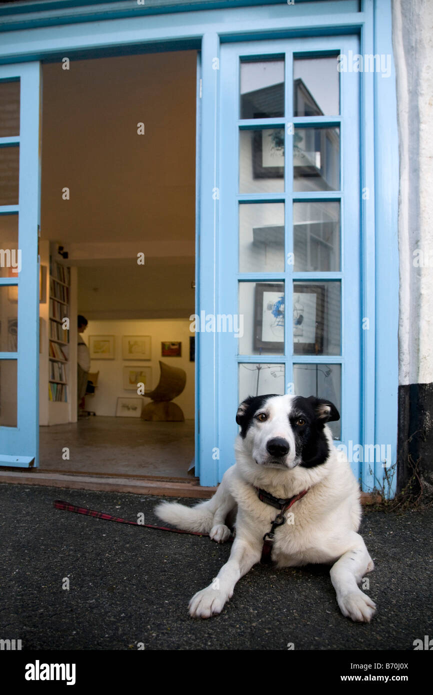 Cane in attesa al di fuori della galleria salthouse Norvegia square St ives cornwall Foto Stock