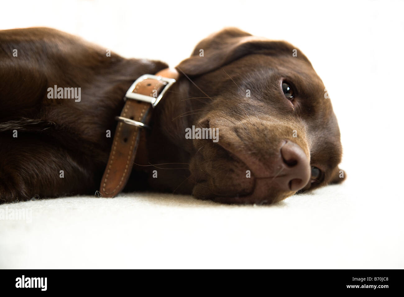 Springador dog immagini e fotografie stock ad alta risoluzione - Alamy