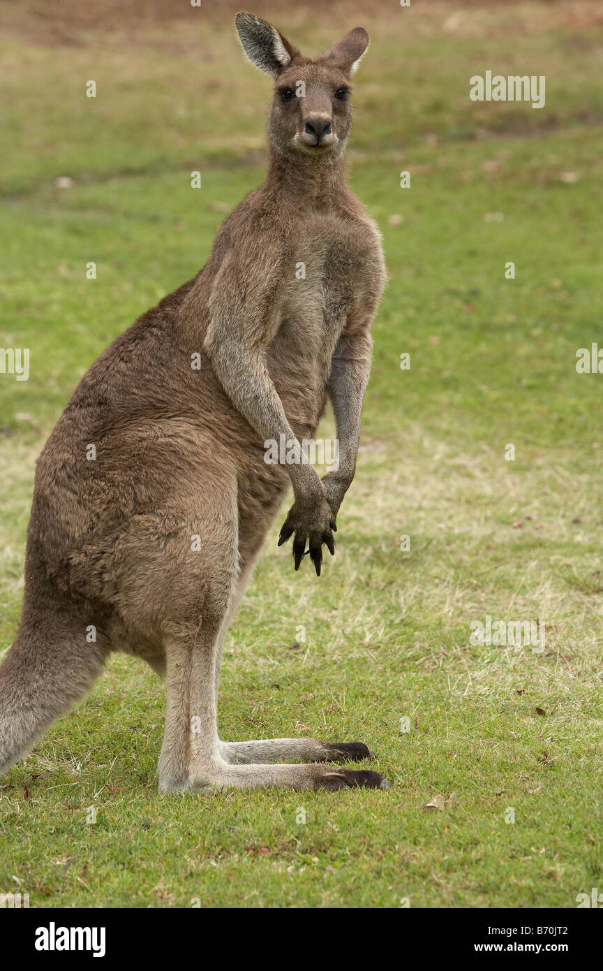 Kangaroo Trial Bay Nuova Galles del Sud Australia Foto Stock