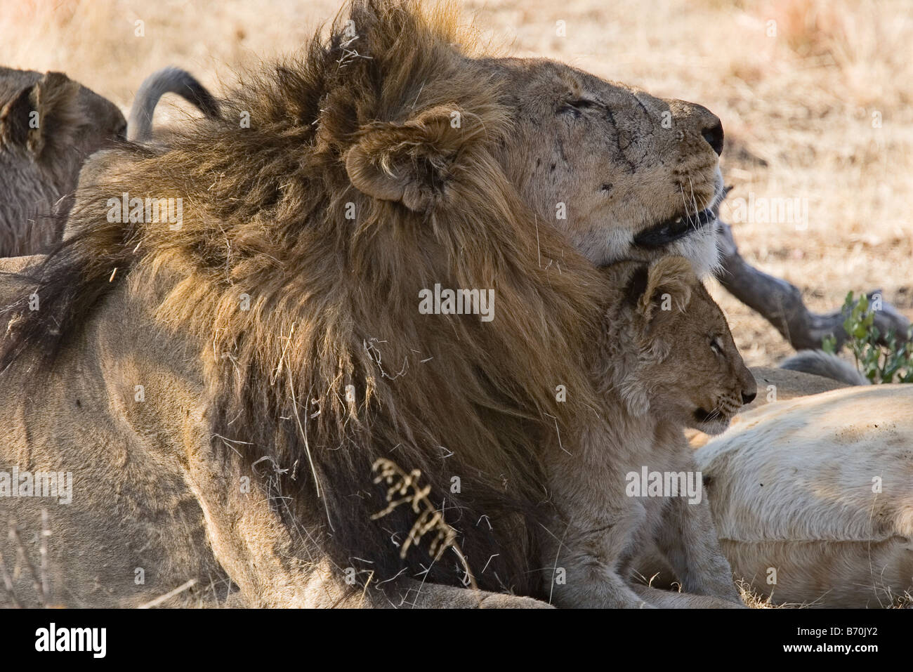 Un leone con i cuccioli Panthera leo Foto Stock