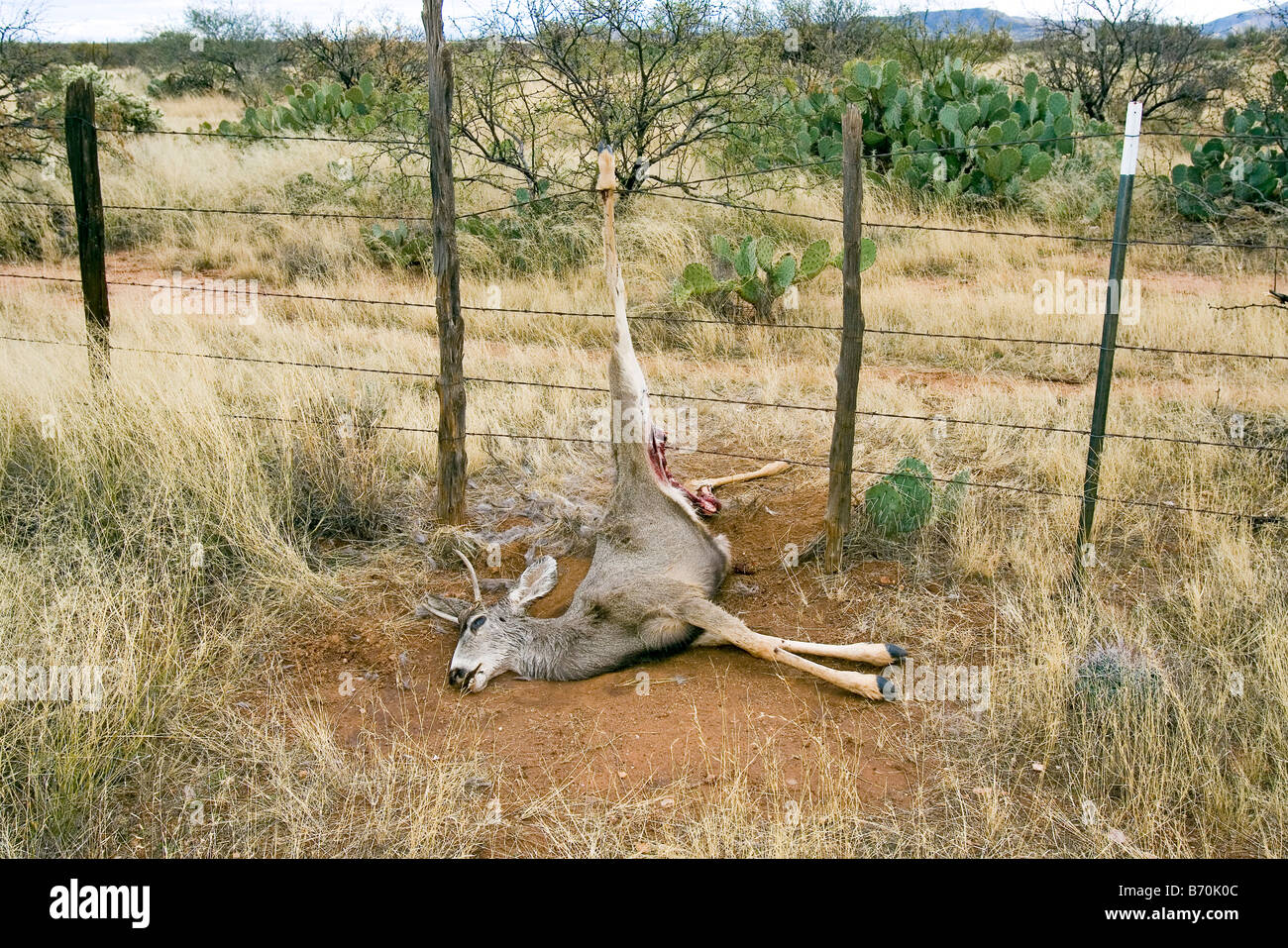 Mule Deer Odocoileus hemionus Catalina Arizona Stati Uniti 16 dicembre del primo anno Cervidae maschio Foto Stock