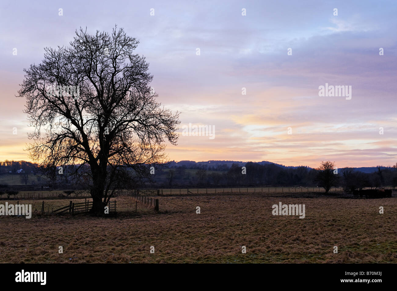 Albero in campo contro un Cielo di tramonto Foto Stock