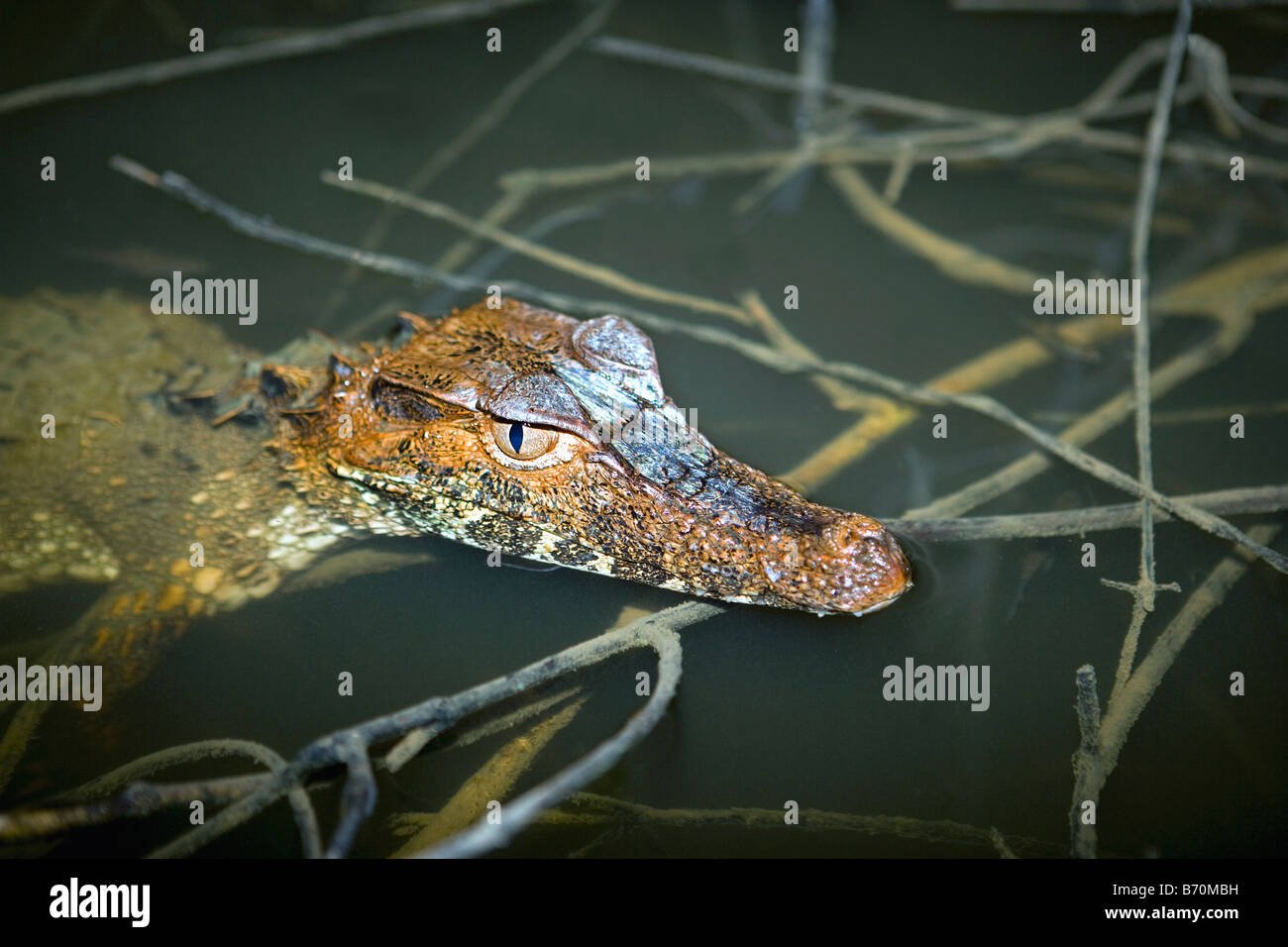 Il Suriname, Laduani, presso la banca di Boven Suriname fiume. Caimano nana. (Paleosuchus palpebrosus). Sonno o il riposo. Foto Stock