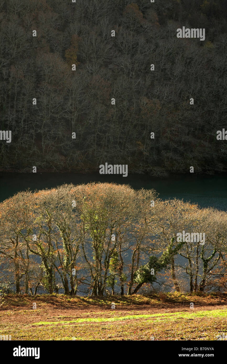 Legno trenant guardando il fiume looe cornwall Foto Stock