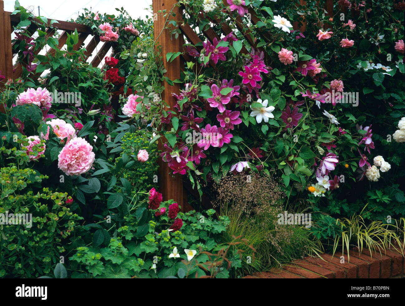 Rose e Clematis cresce su una recinzione trellis Foto Stock