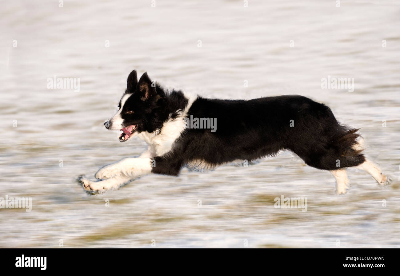 Border Collie Sheepdog in esecuzione nella neve Cumbria Inghilterra England Foto Stock